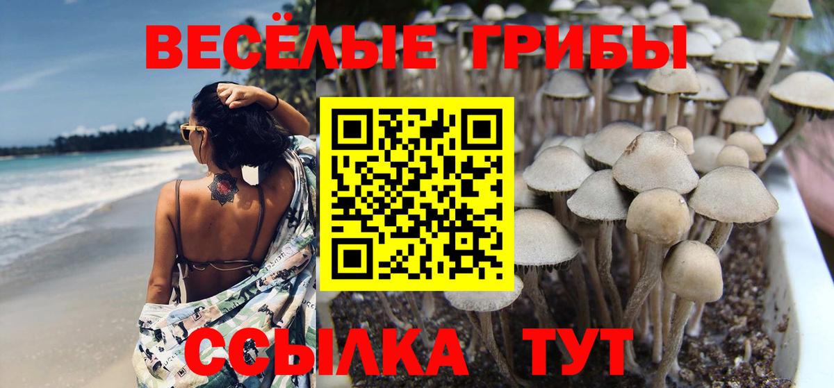 Псилоцибиновые грибы Psilocybine cubensis Мариинск